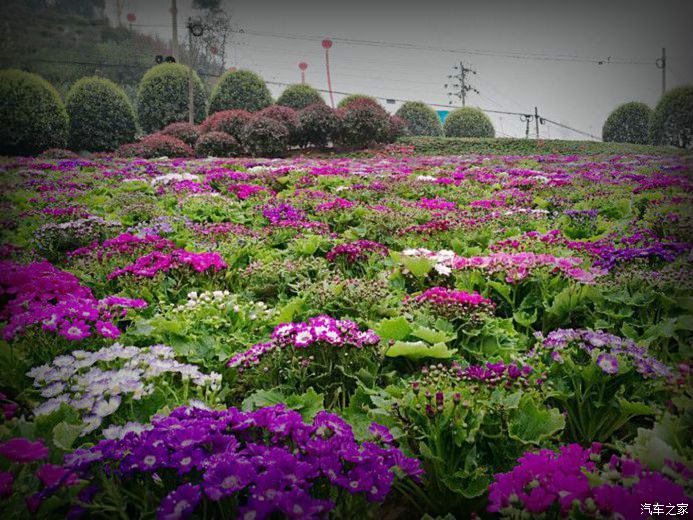 重慶長安家族春天賞花季大美重慶行南彭多彩植物園遊覽記