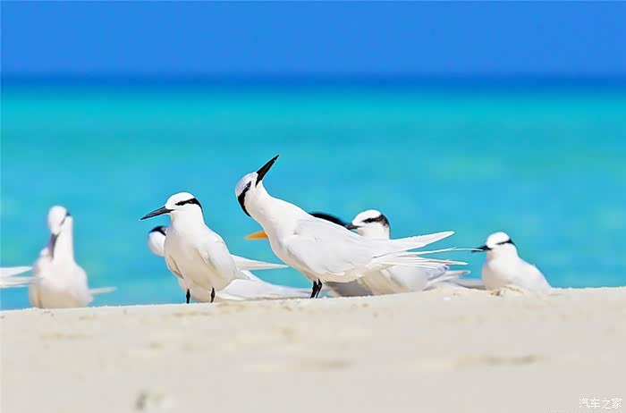 还有成群白色海鸟,成群结队起飞时候煞看啊!