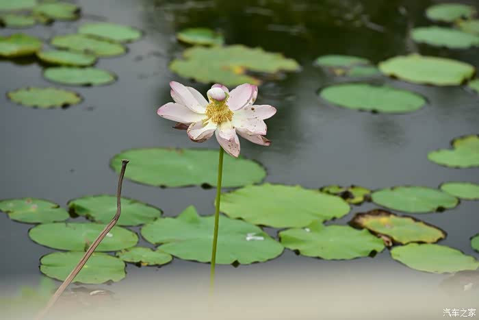 拍莲心经-爱莲之美.人皆有之.