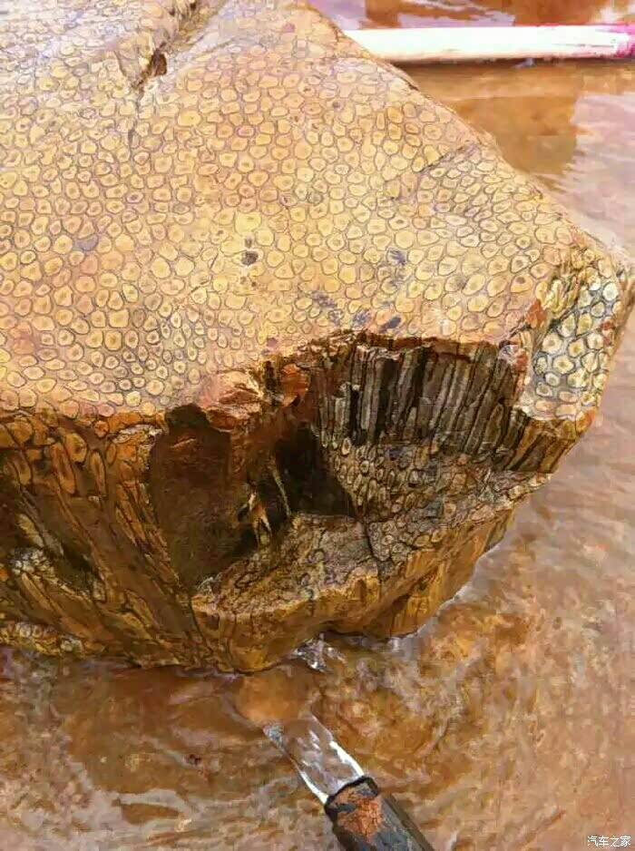 两亿年前的辉木化石.能不能换辆mux