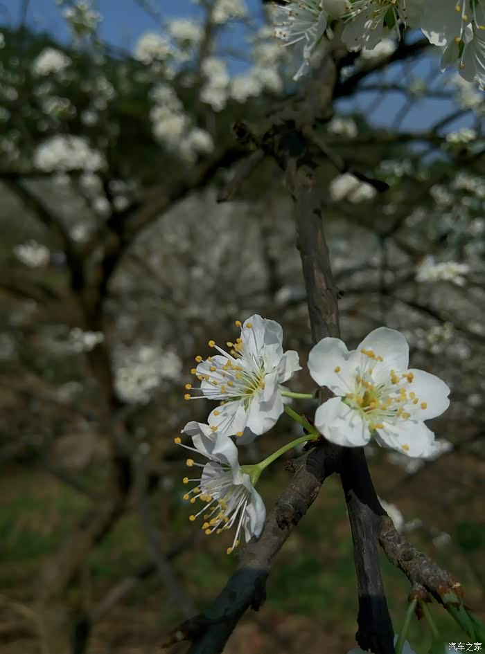 【图】曾家桃花山_重庆论坛_汽车之家论坛