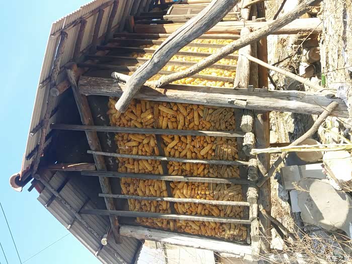 收回的粮食已经装满仓,这满满的一垛收成印证一年的辛勤劳!