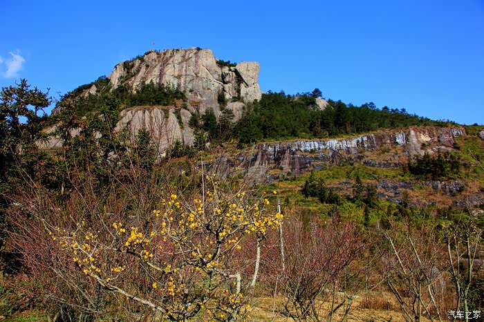 花卉永嘉县梅岙村梅花