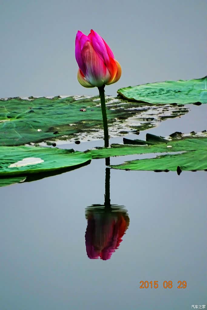 索尼hx400拍的一些荷花照片