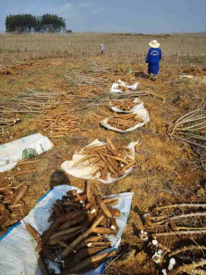 上山拔木薯劳动最光荣