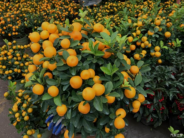 金桔象征吉祥如意寓意金玉满堂金桔兆发财又有招财进宝意思金灿灿金桔