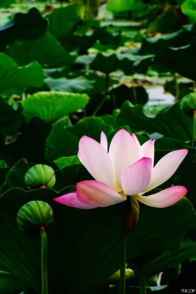 索尼hx400.拍的一些荷花照片.