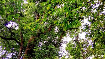 春風十里不如旅行---雲南楚雄紫溪山國家森林公園一日遊