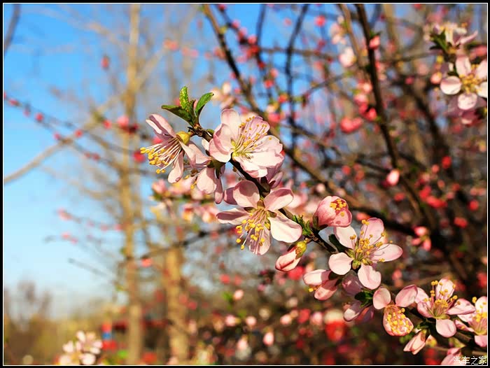 花红柳绿开往春天的小五