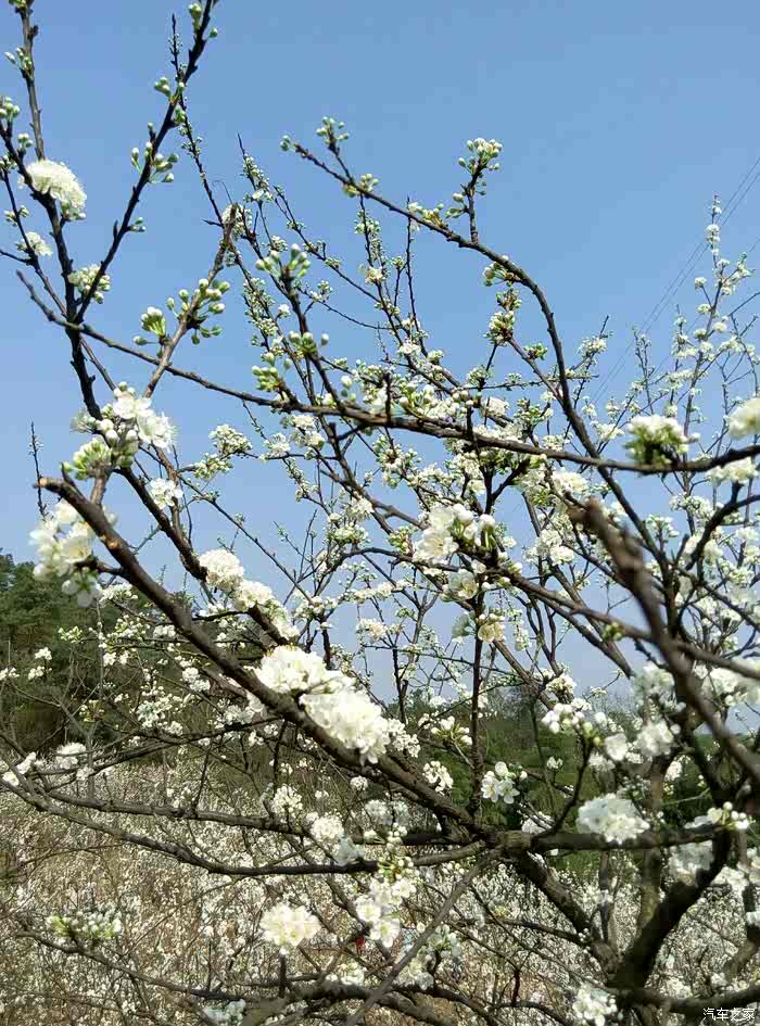 【图】曾家桃花山_重庆论坛_汽车之家论坛