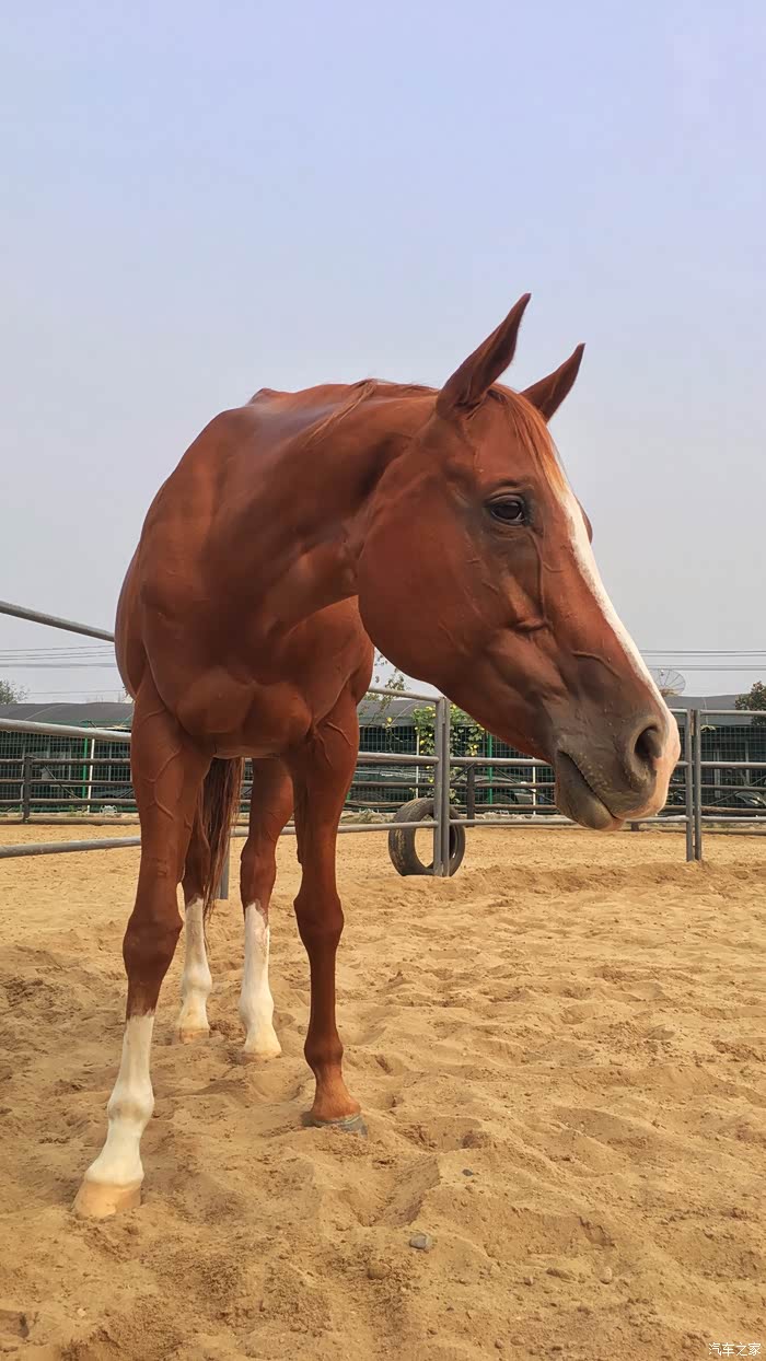 威武雄壮的夸特马,感觉胸肌能把我夹死
