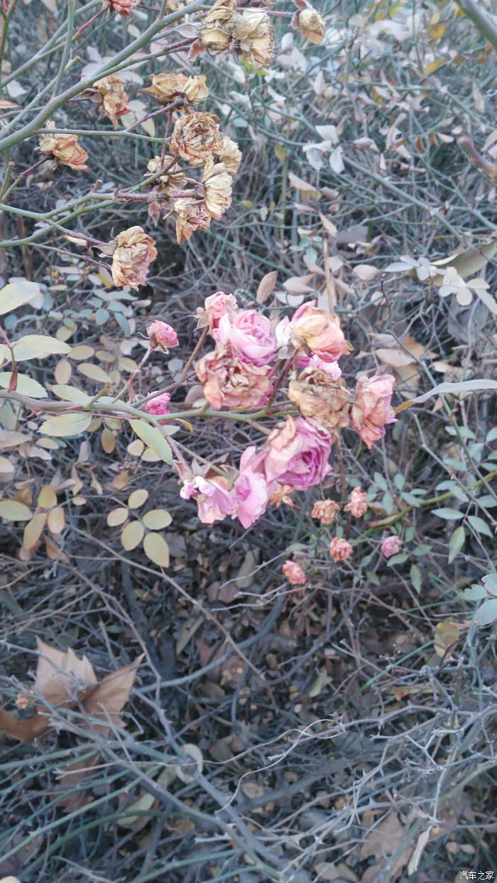 干枯的月季花,都是干花了