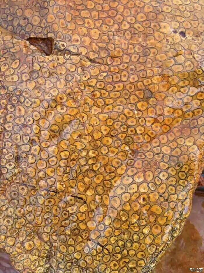 两亿年前的辉木化石.能不能换辆mux