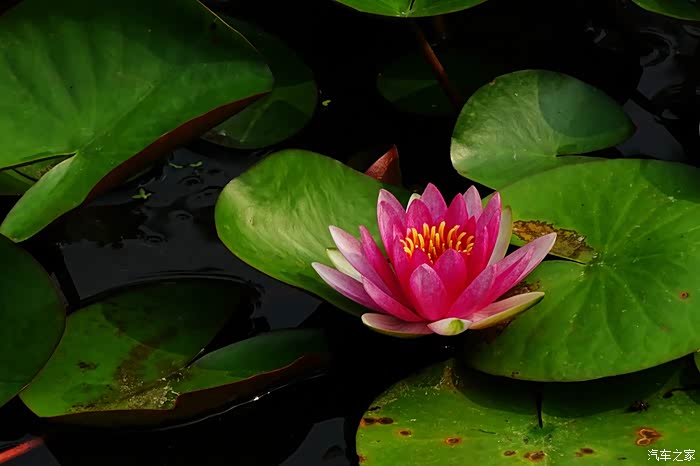 索尼hx400拍的一些荷花照片