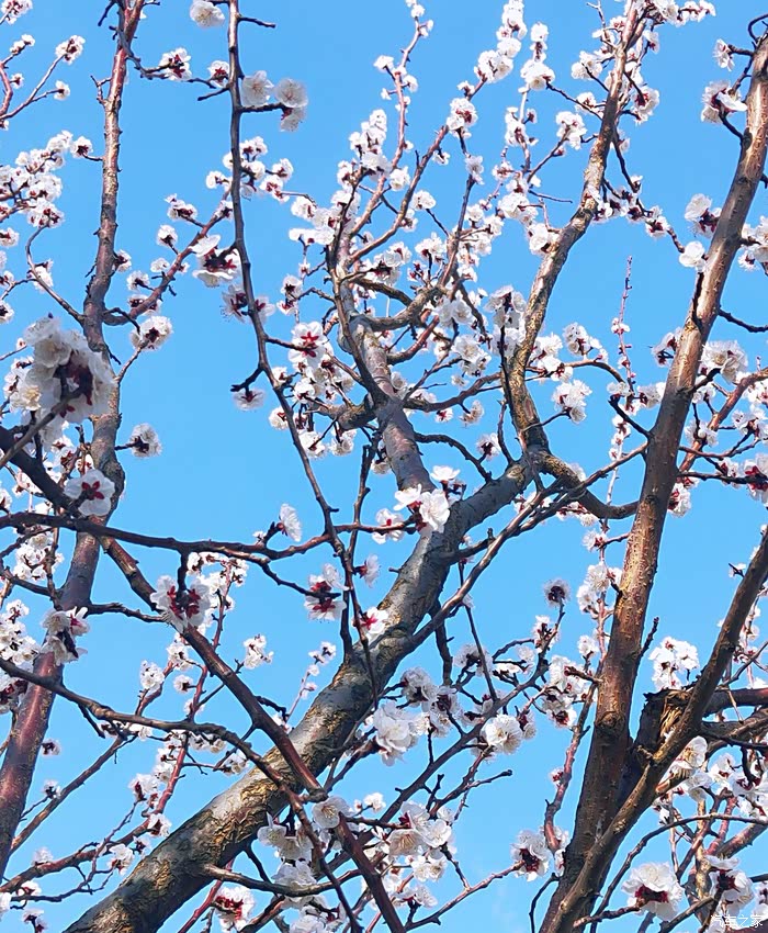 杏花满枝迎春到