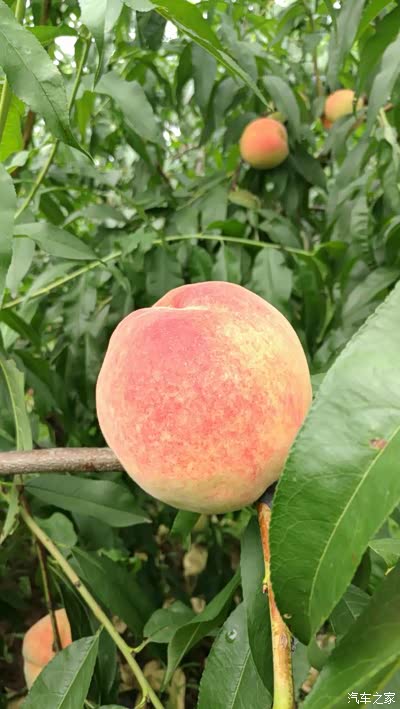 周末平谷摘桃一日游