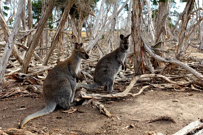 海阔云飞渡——澳大利亚墨尔本堪培拉悉尼自驾游记