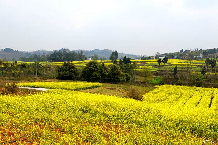 仁寿青冈乡观光油菜花