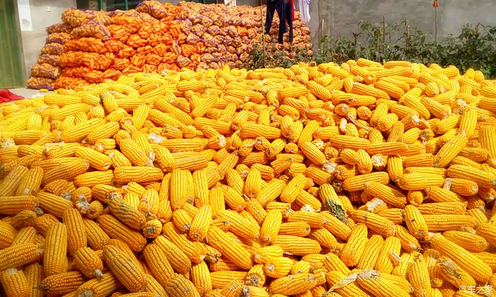 丰收季节,一片片玉米地,让人联想起电影《红高粱》里的激情戏!