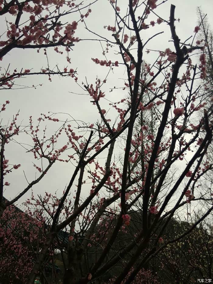 赏花满园桃花关不住