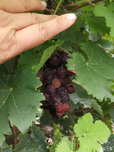 名医别录》葡萄生陇西原炖煌山谷《纲目拾遣》琐琐葡萄出吐鲁番北京贷