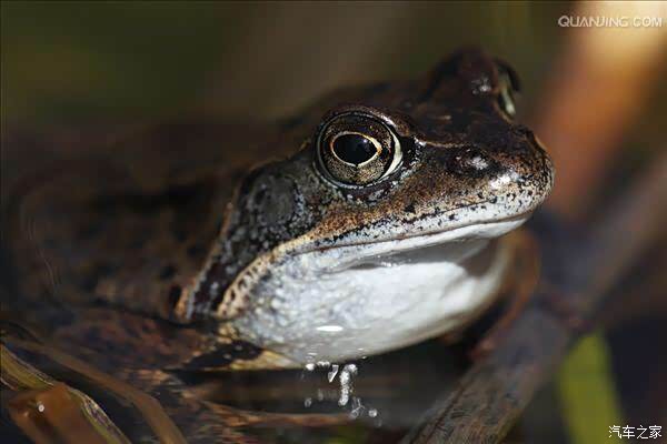 这是哈士蟆,林蛙是白肚皮儿