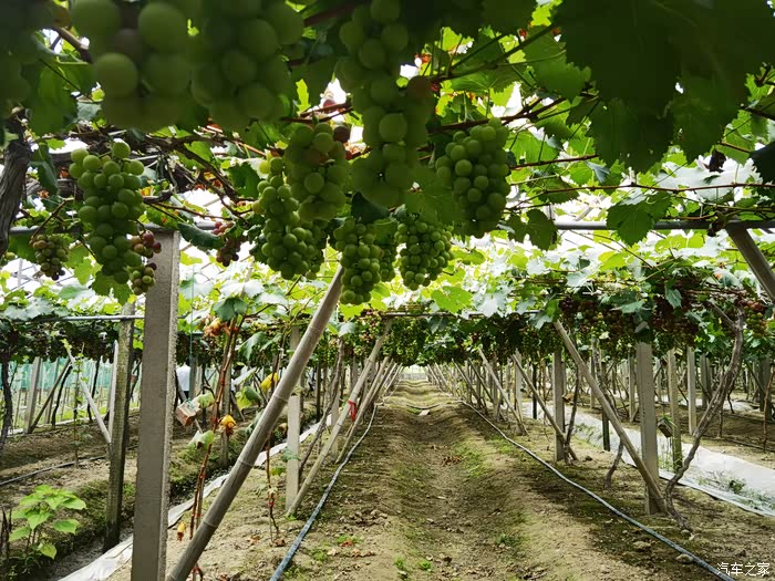 激情一夏欧洲杯自驾九龙湖摘葡萄