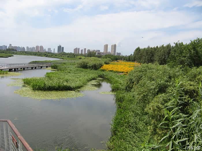 哈尔滨江北湿地公园观赏荷花