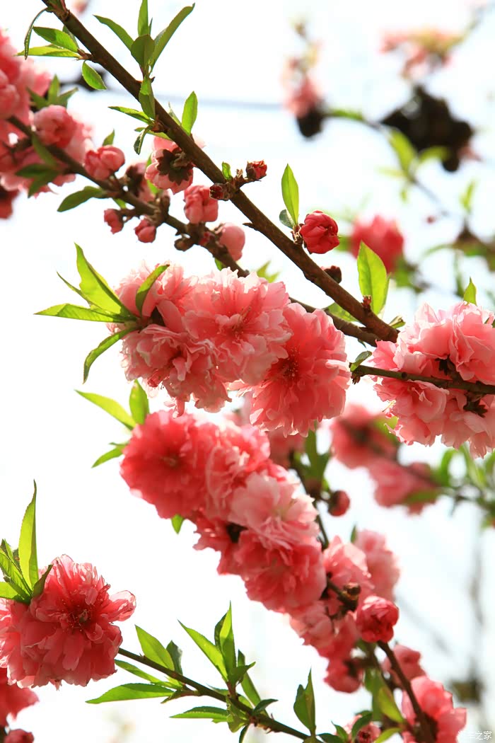 享受百花争艳的春意