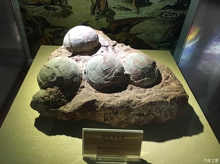 恐龙化石博物馆