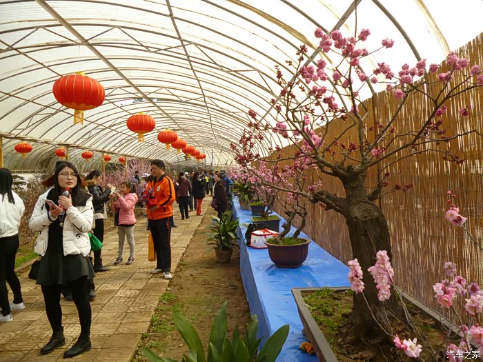 青岛梅花节开始了