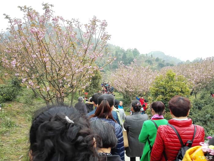 红星出品洪江古商城樱花节赏花记