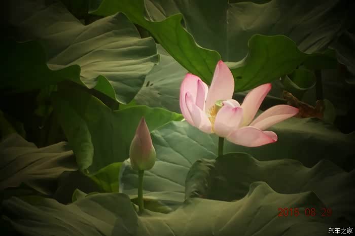 索尼hx400.拍的一些荷花照片.