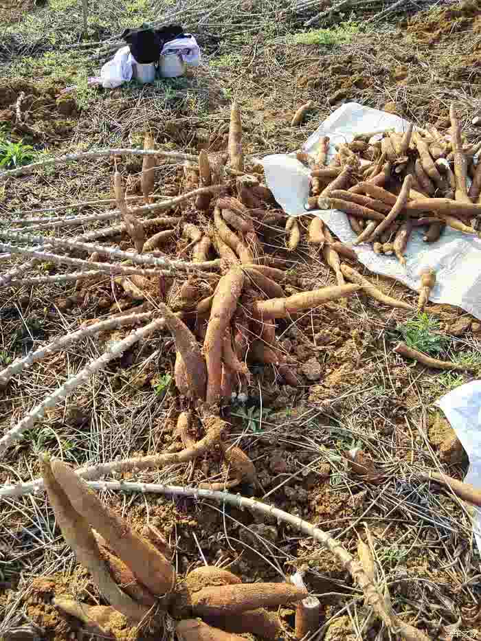 上山拔木薯劳动最光荣