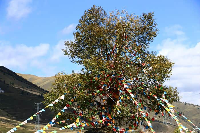 老婆指示我下车拍这棵挂满经幡的树,就路边很普通的一棵树不知为何在