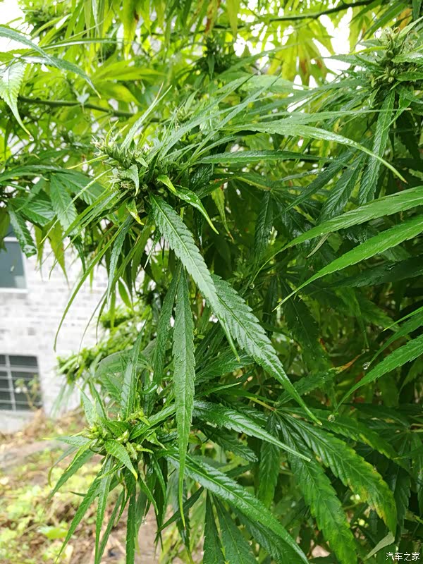 认识么?火麻树的枝叶,火麻颗粒已开始长出来了.