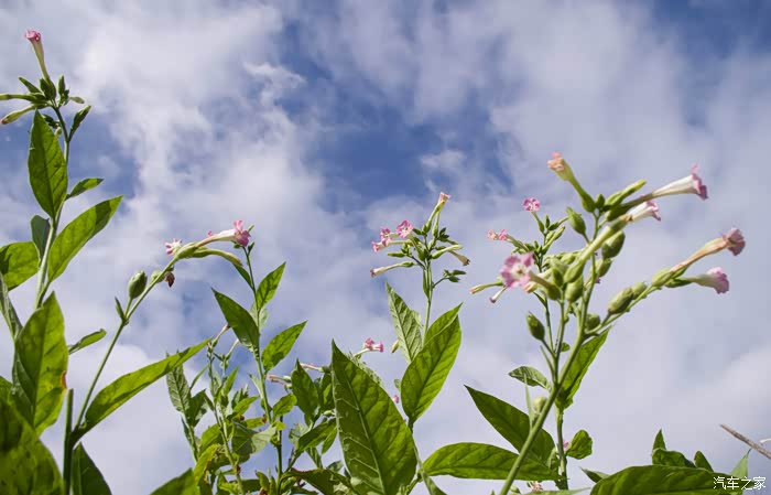 烟草花,否凡有毒的植物开的花都很艳?