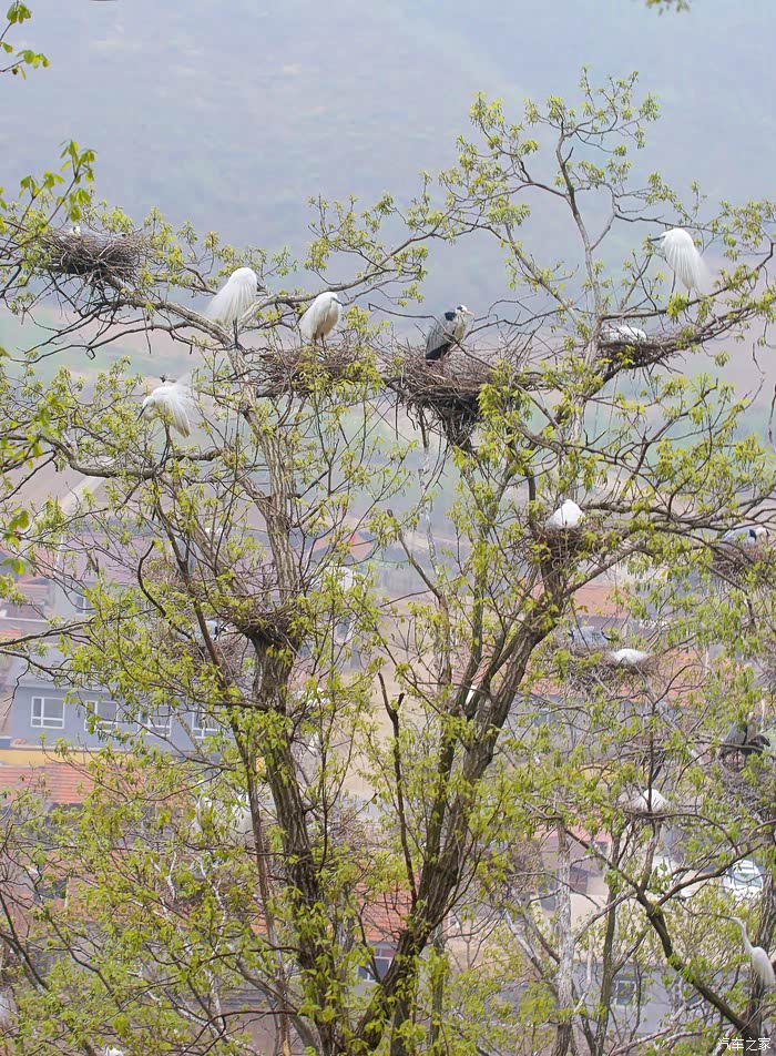 丹东宽甸白鹭村五一小长假自驾游