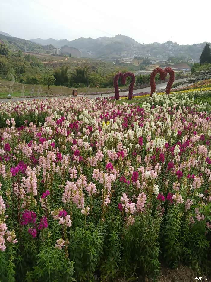 恩施土家女儿城花海美的不要不要滴