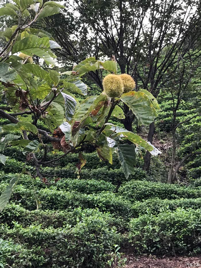 走板栗山上摘板栗啦