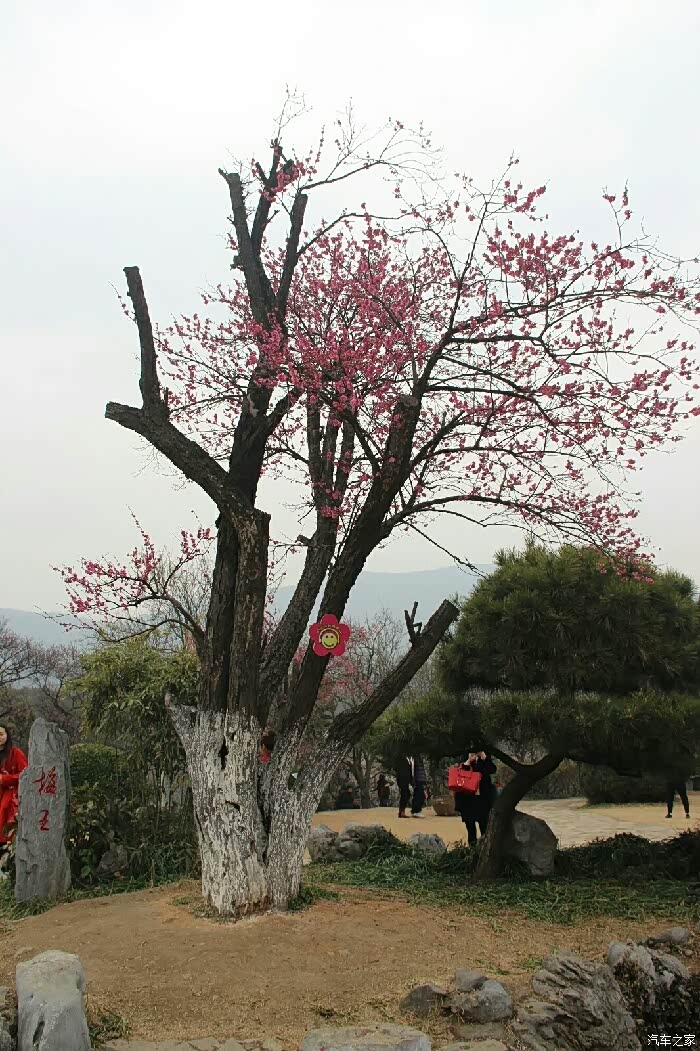 游南京梅花山