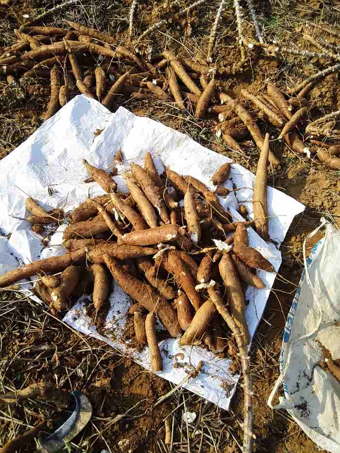 上山拔木薯劳动最光荣