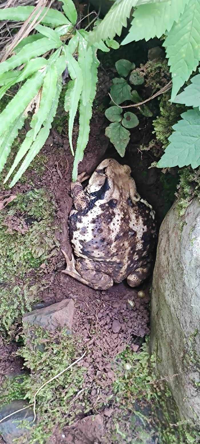 意外在树根旁的小土洞里发现了一只蟾蜍,在山上见到蟾蜍是比较难得的