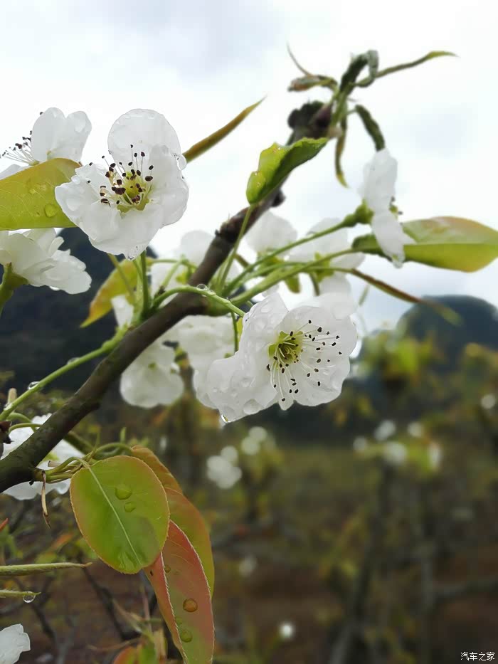 灌阳的梨花