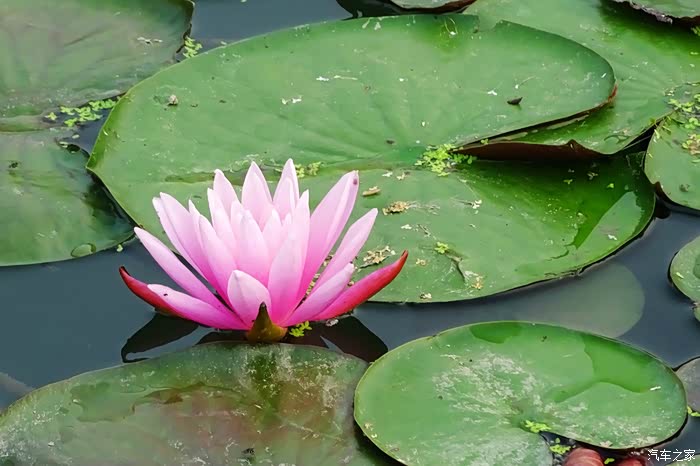 索尼hx400拍的一些荷花照片