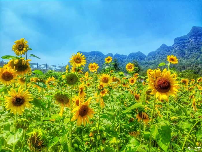 【三少出品】夏日最后一波,迎着阳光拍美女!(全是美图慎入)