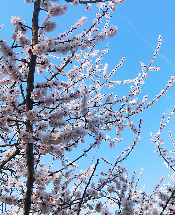 杏花满枝迎春到