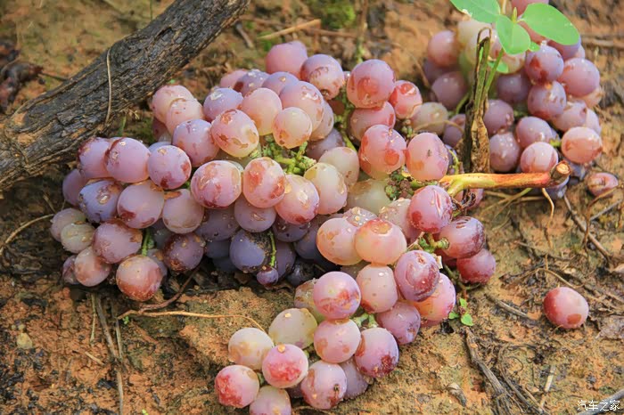 爖仔出品探寻查利么葡萄基地观草龙珠生长百态