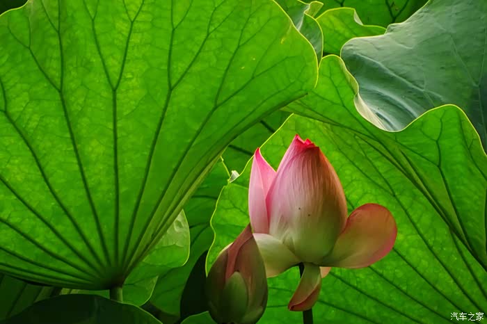 索尼hx400拍的一些荷花照片