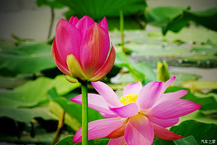 索尼hx400拍的一些荷花照片